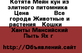 Котята Мейн-кун из элитного питомника › Цена ­ 20 000 - Все города Животные и растения » Кошки   . Ханты-Мансийский,Пыть-Ях г.